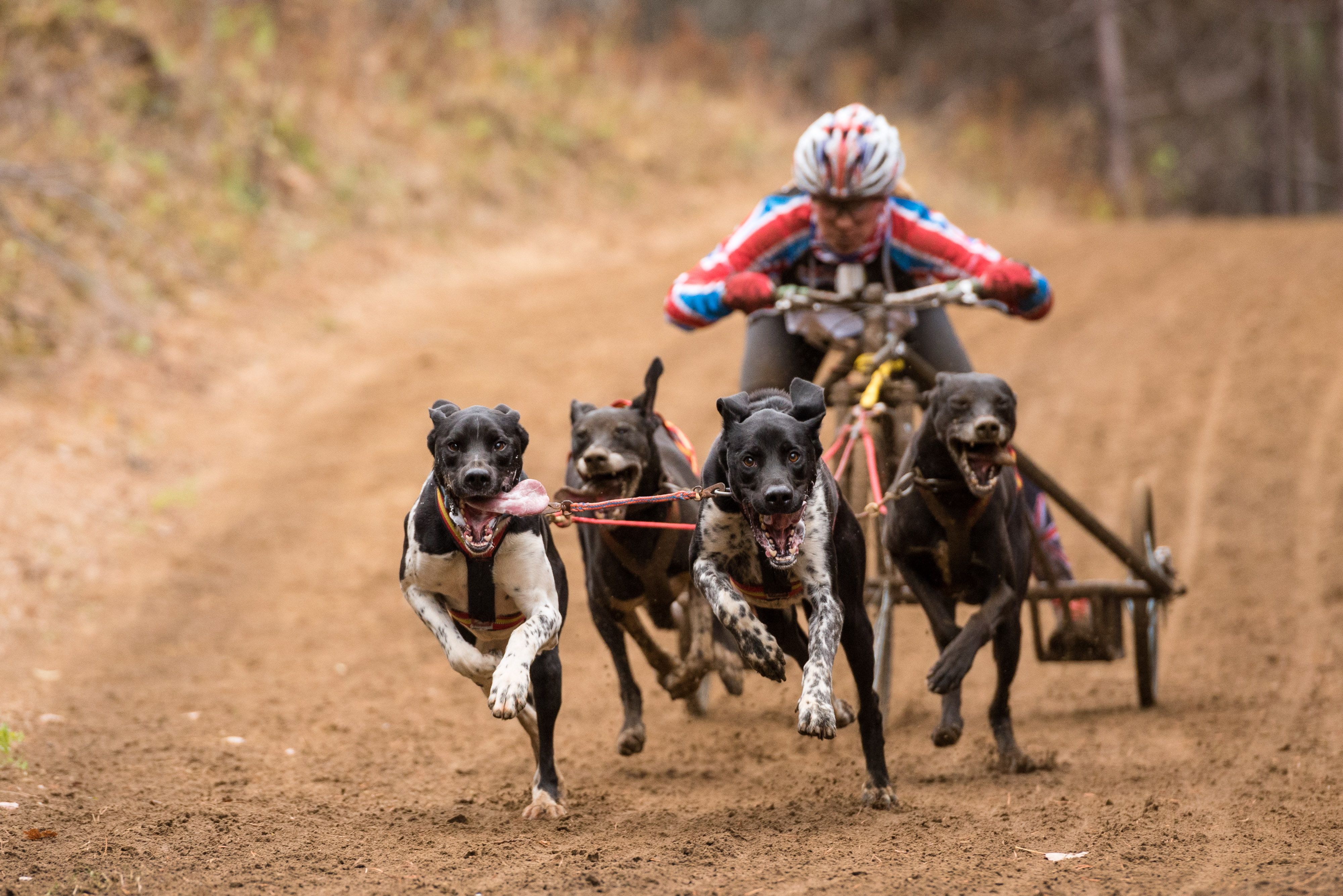 racing with four dogs