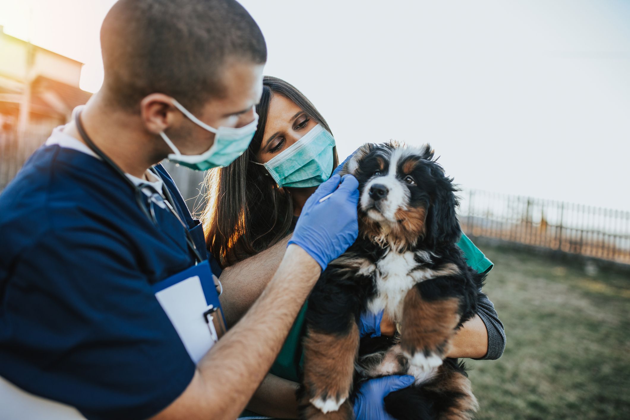 Two veterinarians examine a Bernese Mountain Dog Puppy Outdoors