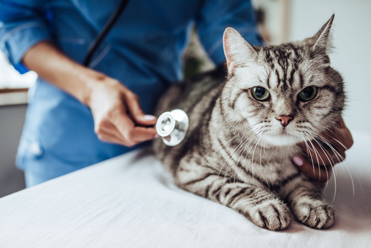 Tabby cat at the vet