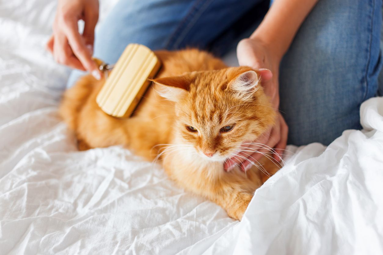 a cat being groomed with a brush by their owner
