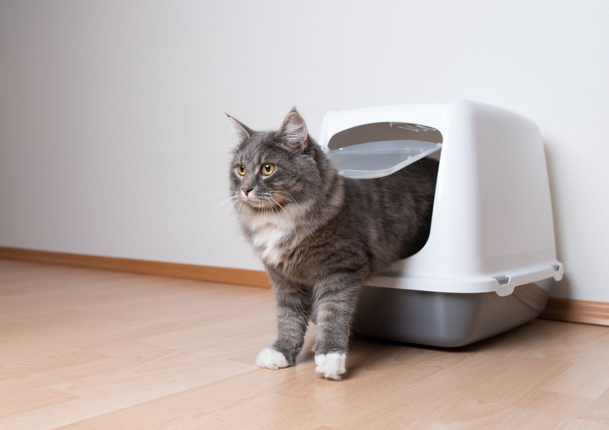 A cat stepping out of an enclosed litter box