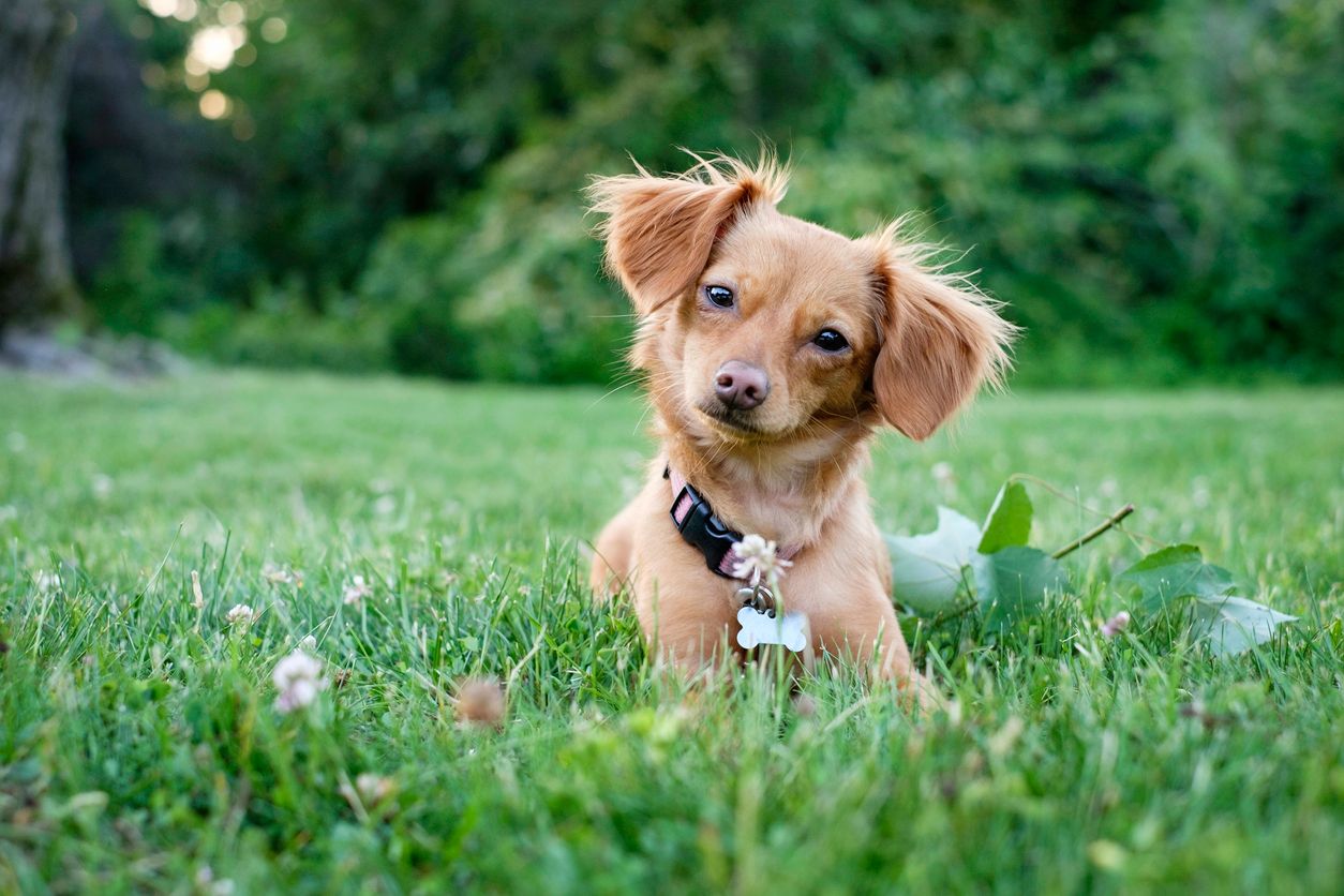 A dog lying in the grass, tilting their head