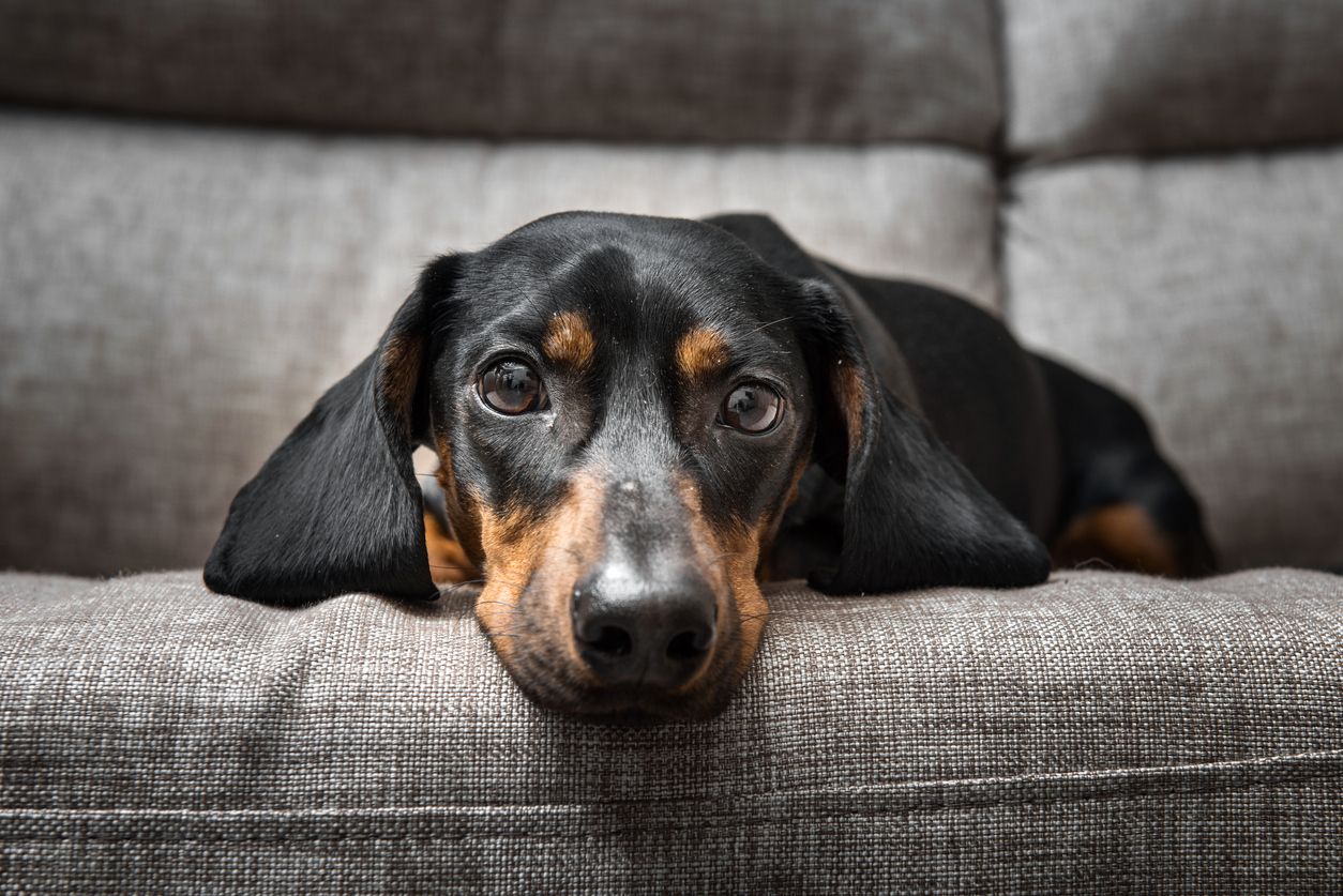 a dachshund lying on a couch