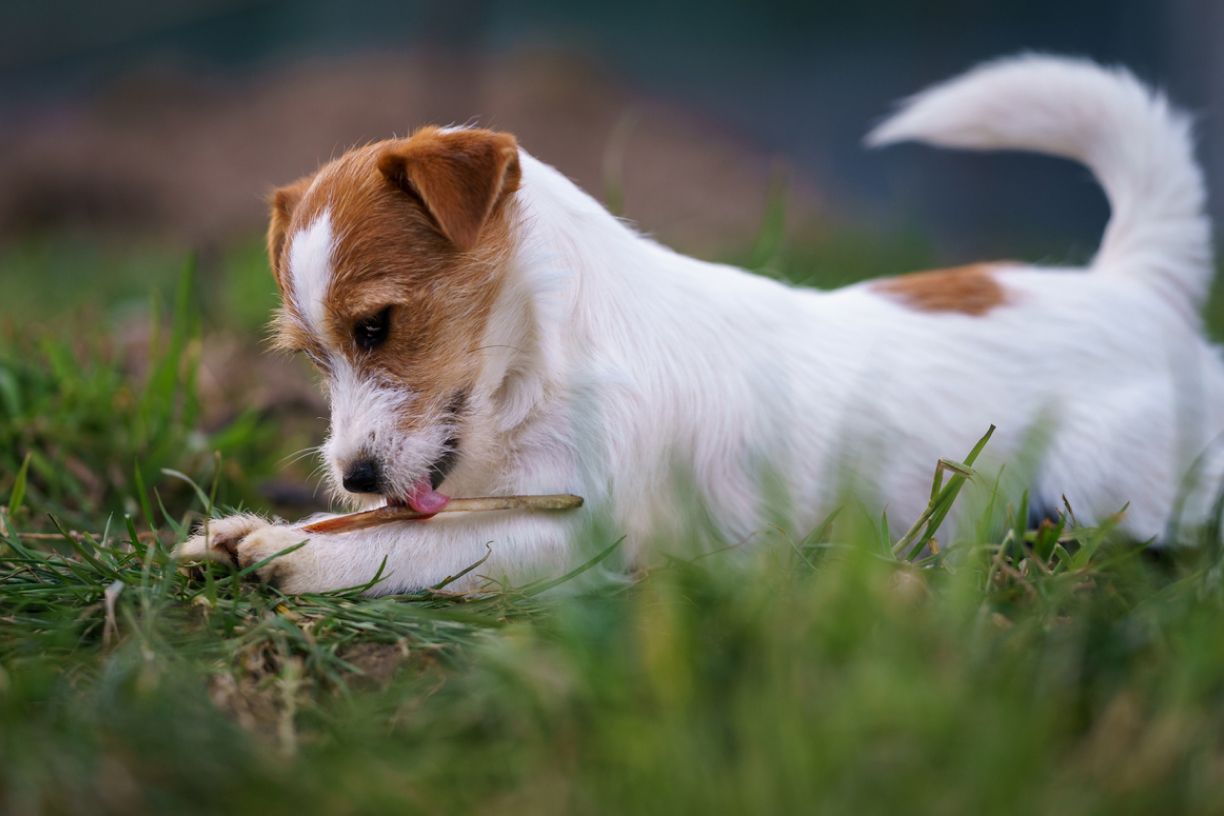 a dog lying in the grass licking a stick