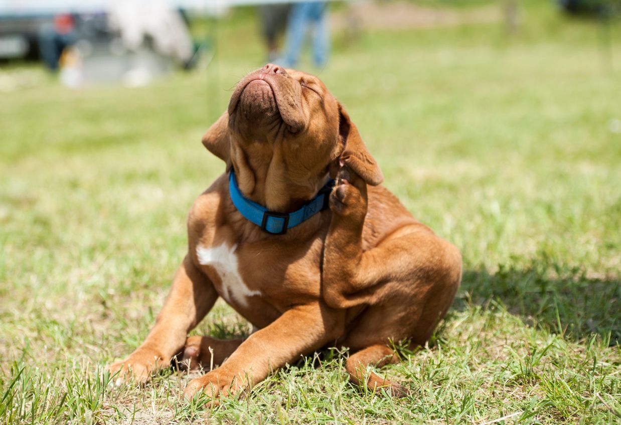 Dog scratching behind their ear