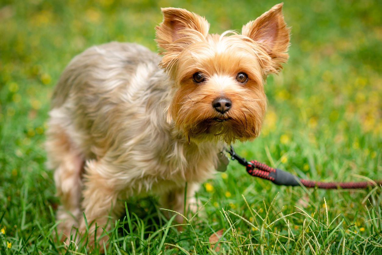 A dog squatting in the grass