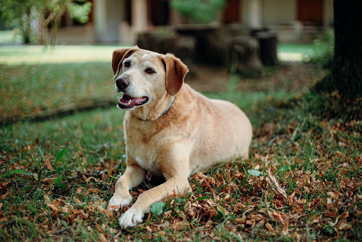 a Labrador Retriever lying in the grass at a park