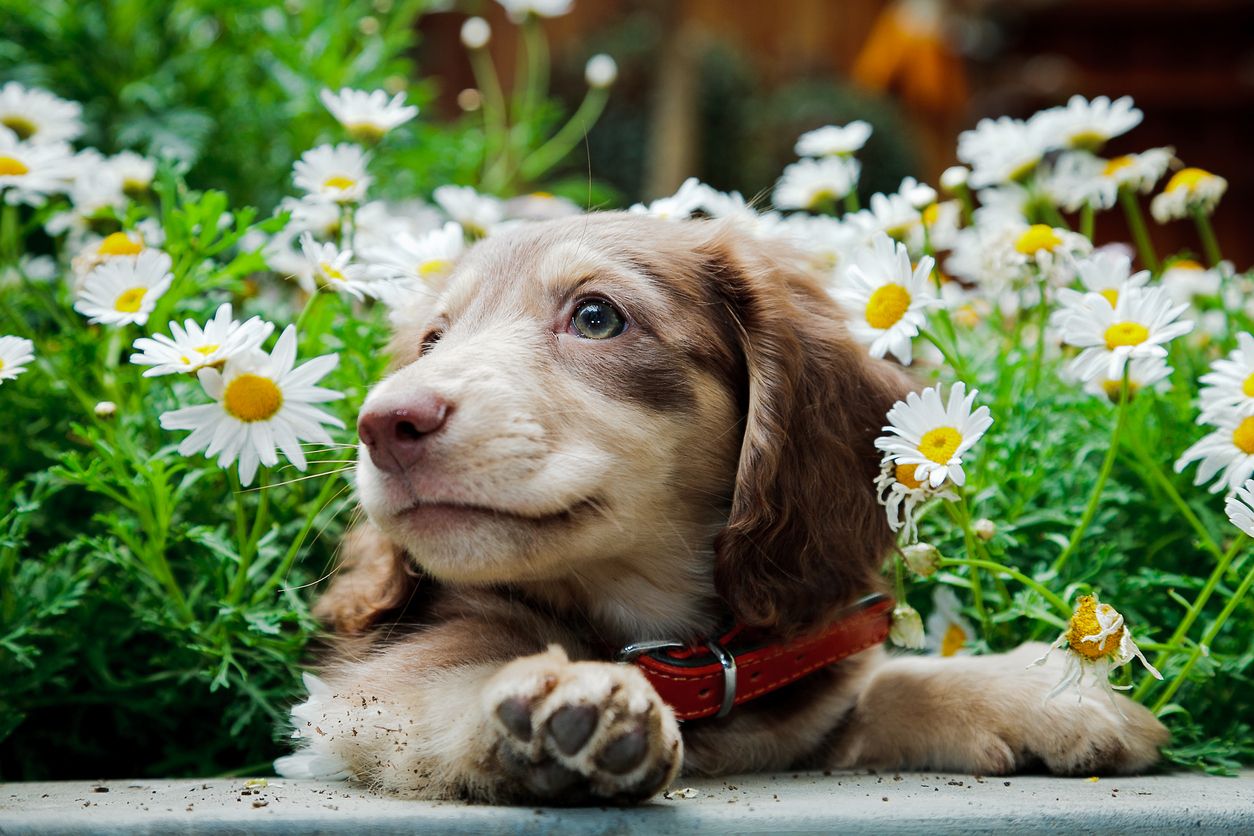 puppy in a flowerbed