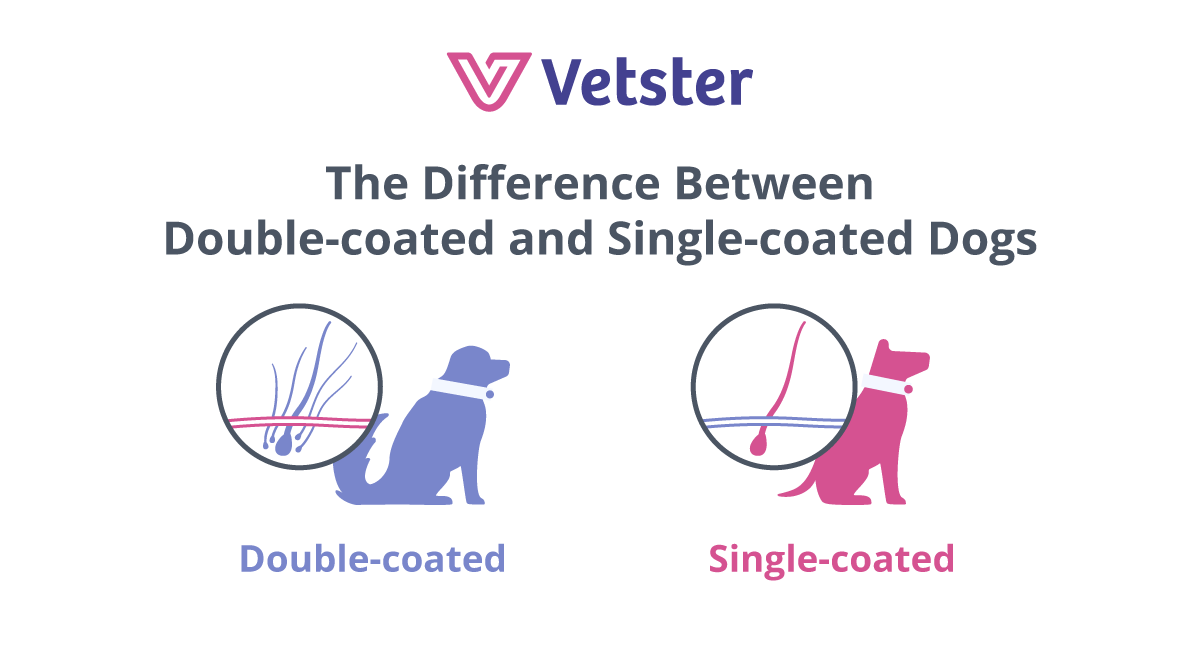 Dogs with an undercoat vs. no undercoat